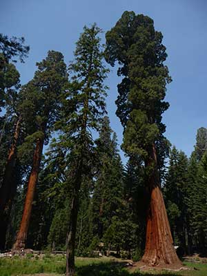 Sequoia National Park is a short hike from many natural Sequoia Tree groves.